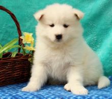 🎅 Samoyed Puppies ☮ Ready ️☂Email at us ⇛⇛ [gotze025@gmail.com ] Image eClassifieds4U
