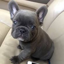 Affectionate C.K.C FRENCH BULLDOG Puppies For Adoption Image eClassifieds4U