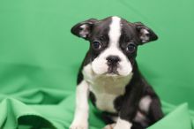 Male and female Boston terrier puppies Image eClassifieds4U