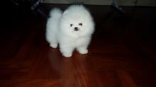 Purebreed Pomeranian Puppies