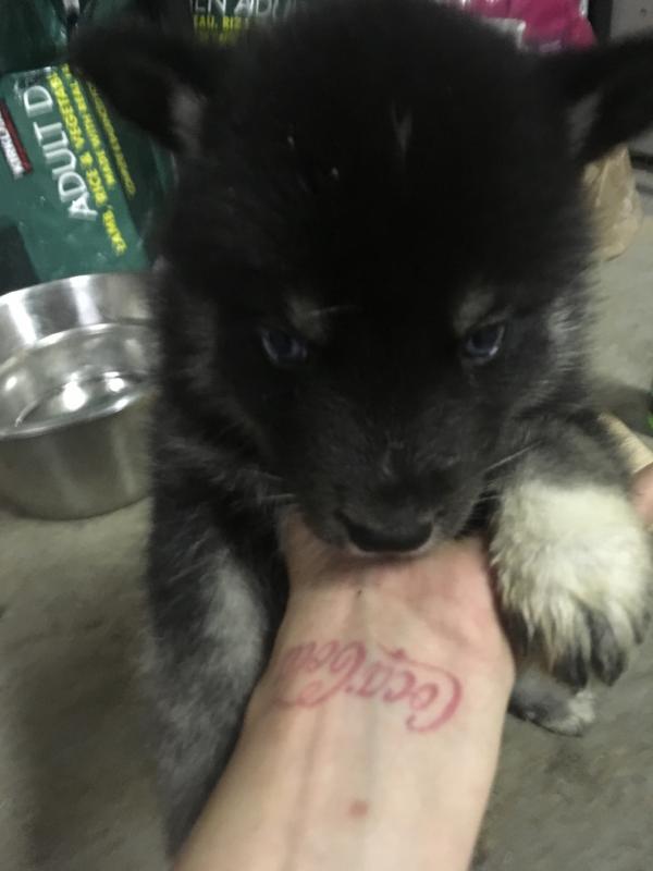 Husky puppies Image eClassifieds4u