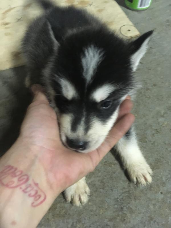 Husky puppies Image eClassifieds4u