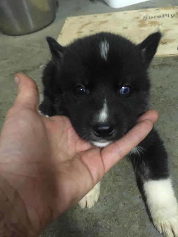 Husky puppies Image eClassifieds4u