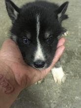 Husky puppies Image eClassifieds4u 3