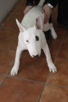 Male and Female Bull Terrier Puppies Available Image eClassifieds4U