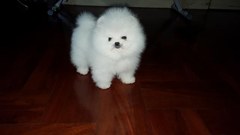 Purebreed Pomeranian Puppies Image eClassifieds4u