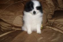 Pomeranian puppy available. Call or text us (574) 216-3805