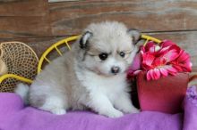 Pomeranian puppy available. Call or text us (574) 216-3805