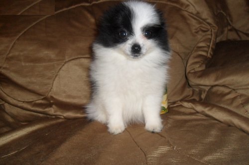 Pomeranian puppy available. Call or text us (574) 216-3805 Image eClassifieds4u