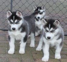 3 Fantastic Siberian Husky puppies ,,(431) 831-3049