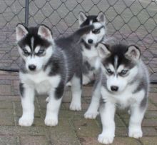 Charming Siberian Husky puppies for Adoption (431) 831-3049