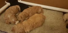 2 male 1 female in need of a loving home Labradoodle pups text (647) 795-6135