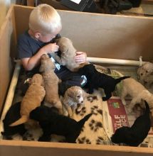 Available 3 cute labradoodle puppies Call or Text (647) 795-6135