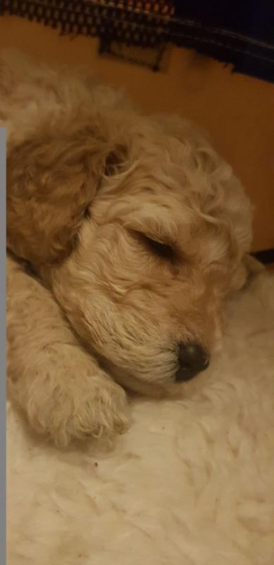 2 male 1 female in need of a loving home Labradoodle pups text (647) 795-6135 Image eClassifieds4u
