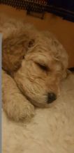 Available 3 cute labradoodle puppies Call or Text (647) 795-6135 Image eClassifieds4u 3