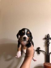 Outstanding Beagle puppies 3 left 2 male and 1 female text or call (647) 795-6135 Image eClassifieds4u 4