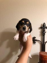 Outstanding Beagle puppies 3 left 2 male and 1 female text or call (647) 795-6135 Image eClassifieds4u 3