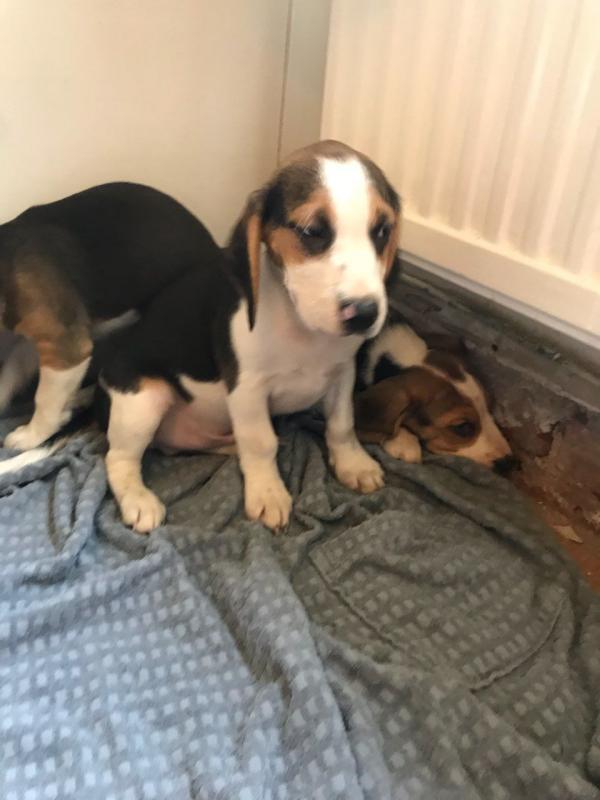 Outstanding Beagle puppies 3 left 2 male and 1 female text or call (647) 795-6135 Image eClassifieds4u