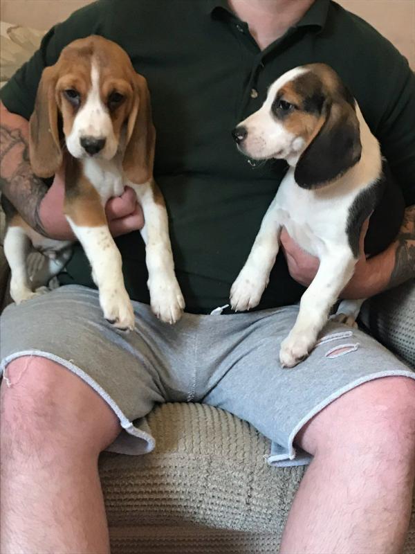 Outstanding Beagle puppies 3 left 2 male and 1 female text or call (647) 795-6135 Image eClassifieds4u