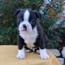 Beautiful Black brindle and white Boston Terrier Puppies