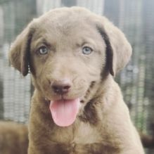 Chesapeake Bay Retriever Puppies Available