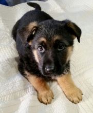 German Shepard Puppies Available for Free Adoption