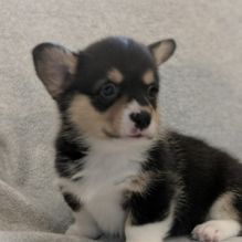 Pembroke Welsh Corgi for Rehoming