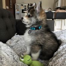 Quality Male and Female Pomsky Puppies For free