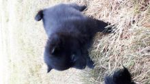 SCHIPPERKE PUPPY PUREBRED