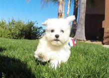 Two Teacup Maltese Puppies Needs a New Family