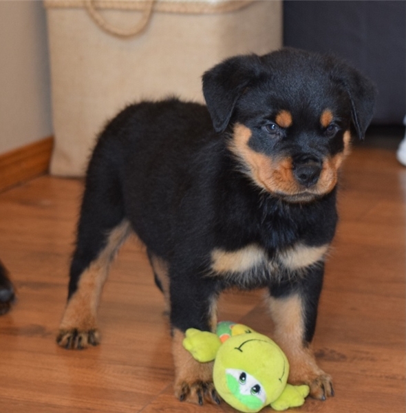 Awesome Rottweiler Puppies for Adoption Image eClassifieds4u