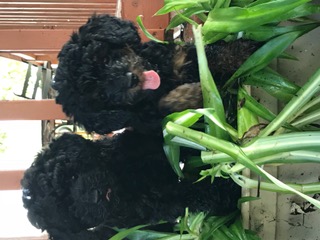 Beautiful home raised miniature poodles Image eClassifieds4u