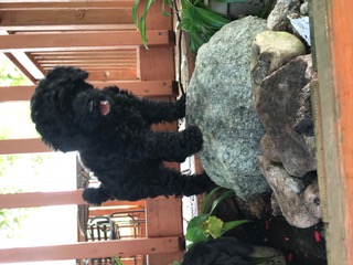 Beautiful home raised miniature poodles Image eClassifieds4u
