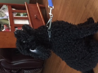 Beautiful home raised miniature poodles Image eClassifieds4u