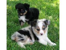 male and female Australian Shepherd puppies Image eClassifieds4U