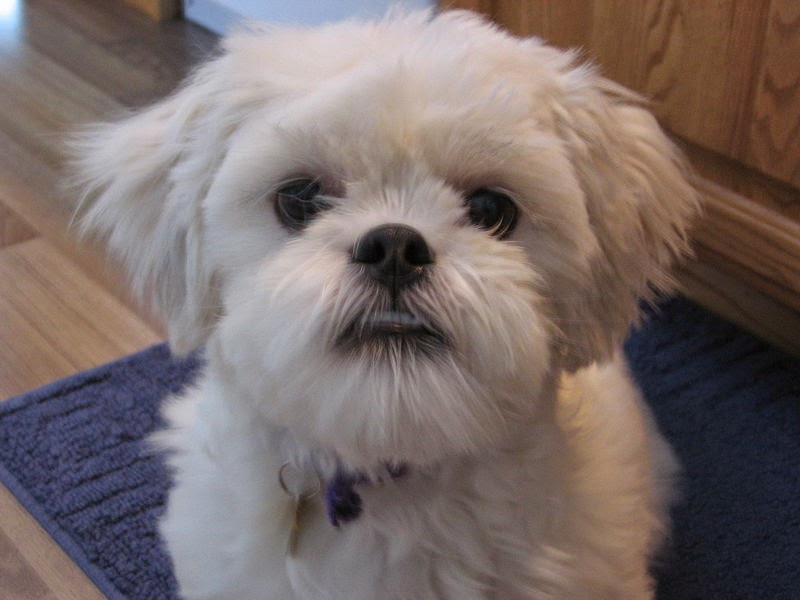 Two Lhasa Apso puppies Image eClassifieds4u