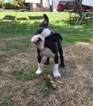 Beautiful Boston Terrier Puppies for Sale Text (929) 274-0226