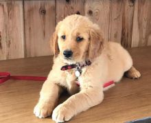 Golden Retriever Puppy for Sale Text (929) 274-0226