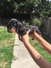 Pra Clear Miniature Daschund Puppies for Sale Text (929) 274-0226