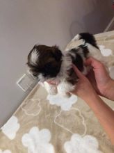 Shih Tzu Puppies Boys And Girls Beautiful Puppies for Sale Text (929) 274-0226