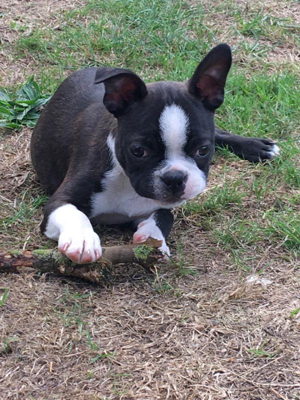 Beautiful Boston Terrier Puppies for Sale Text (929) 274-0226 Image eClassifieds4u