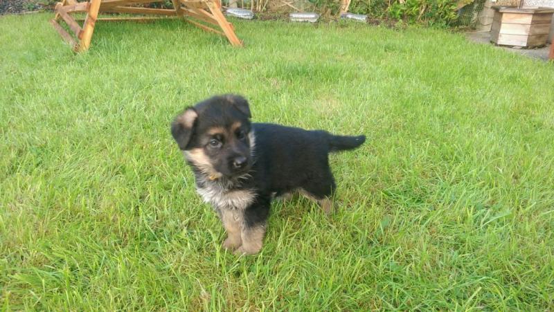 Champion Bllodline German Shepherd Puppies for Sale Text (929) 274-0226 Image eClassifieds4u