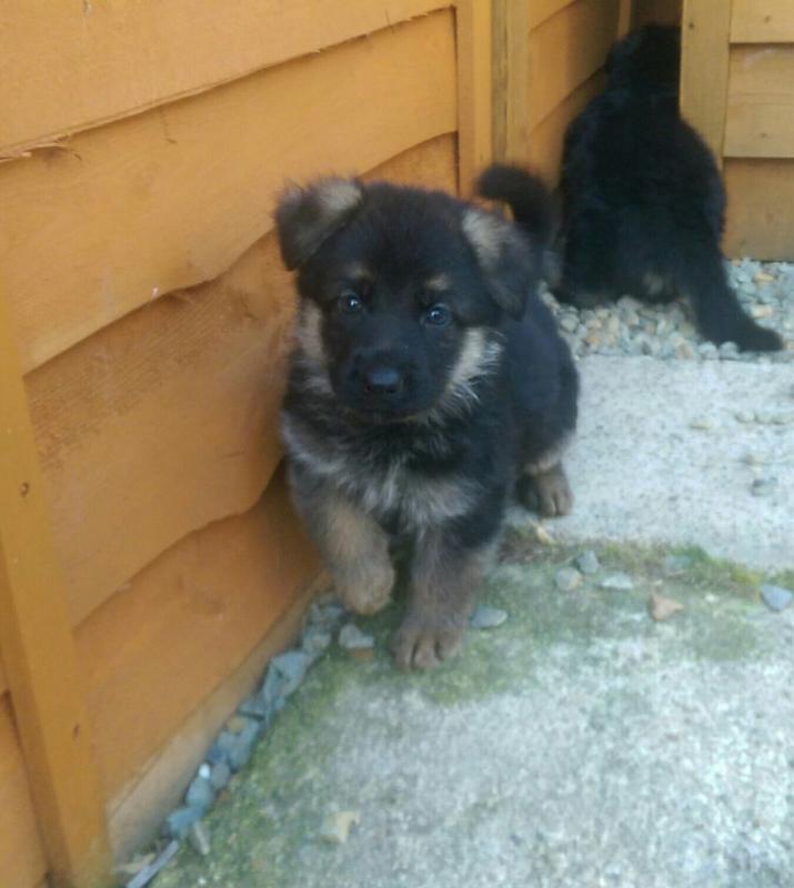 Champion Bllodline German Shepherd Puppies for Sale Text (929) 274-0226 Image eClassifieds4u