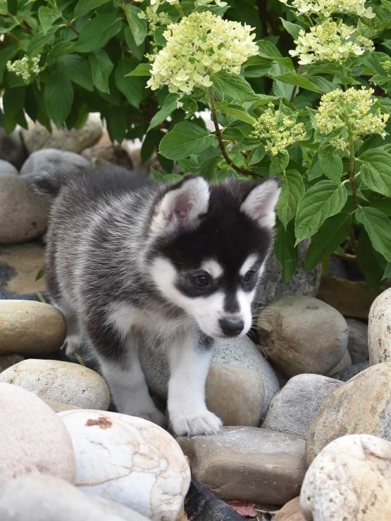 ☂️☂Ckc 🎅 Pomsky ☮Puppies 🎄🎄. Call or Text us at (574) 216-3805 Image eClassifieds4u