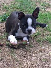 Beautiful Boston Terrier Puppies for Sale Text (929) 274-0226 Image eClassifieds4u 2