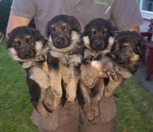 Champion Bllodline German Shepherd Puppies for Sale Text (929) 274-0226 Image eClassifieds4u 2