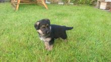 Champion Bllodline German Shepherd Puppies for Sale Text (929) 274-0226 Image eClassifieds4u 1