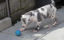 Kc Registered Great Dane Puppies for Sale Text (929) 274-0226 Image eClassifieds4u 1