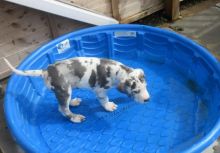 Kc Registered Great Dane Puppies for Sale Text (929) 274-0226 Image eClassifieds4u 2