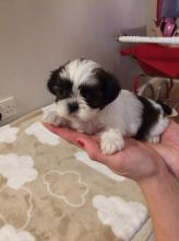 Shih Tzu Puppies Boys And Girls Beautiful Puppies for Sale Text (929) 274-0226 Image eClassifieds4u 2